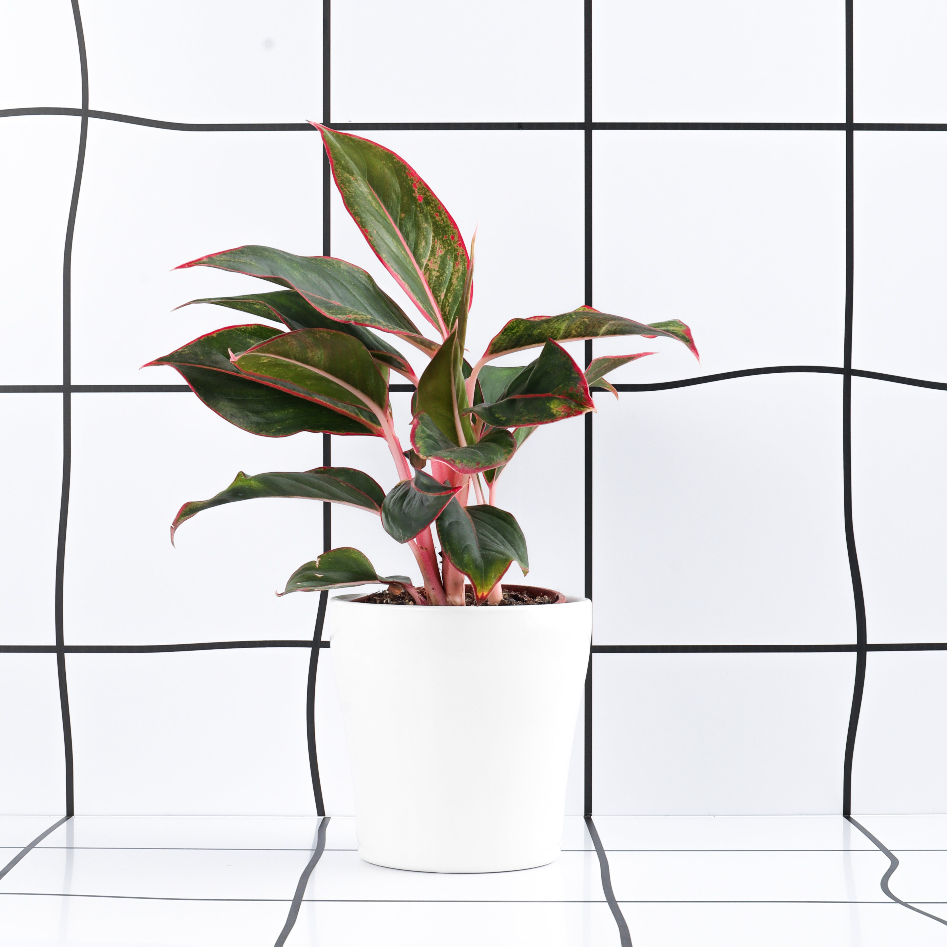 אגלונמה אדום עלה