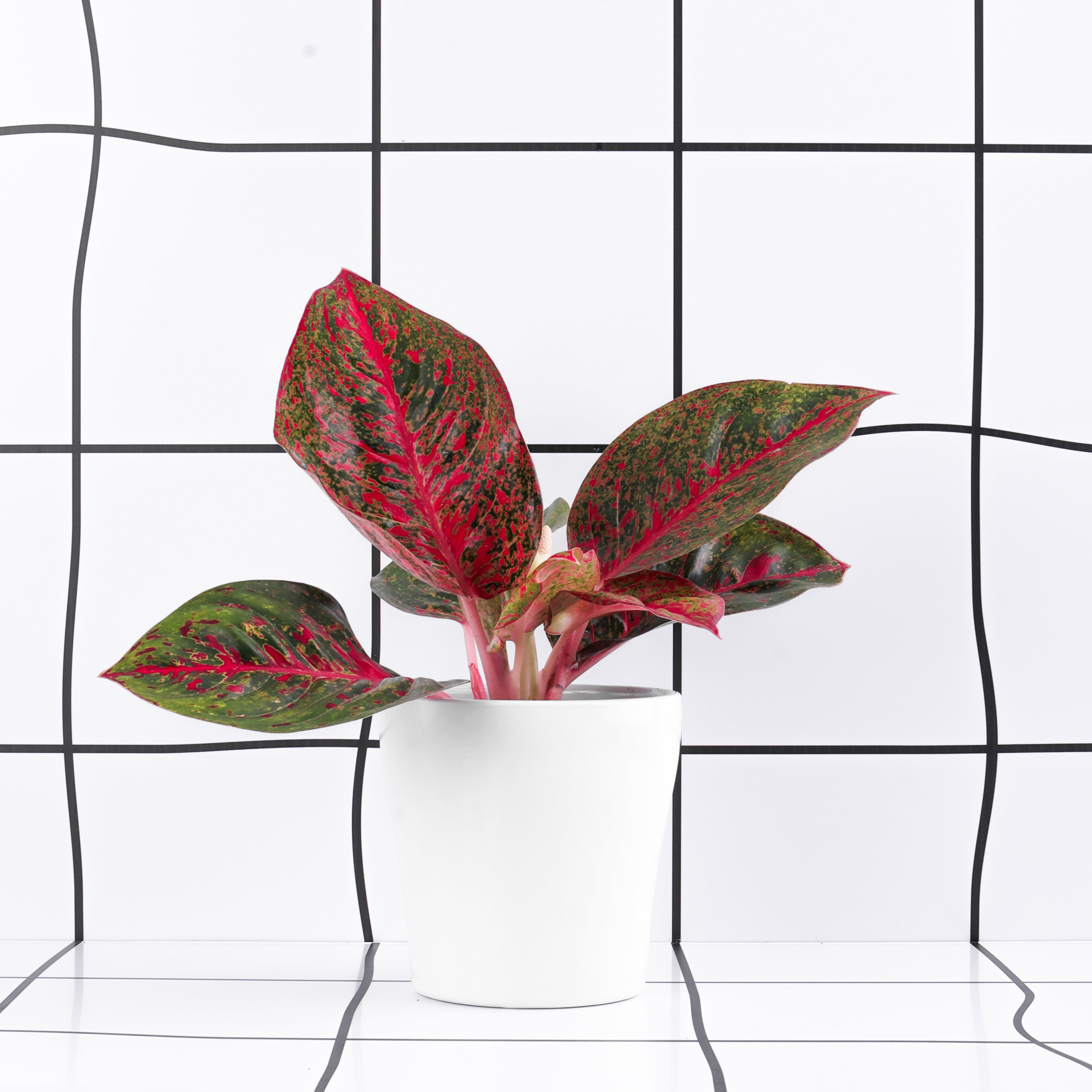 אגלונמה אדום עלה עגול