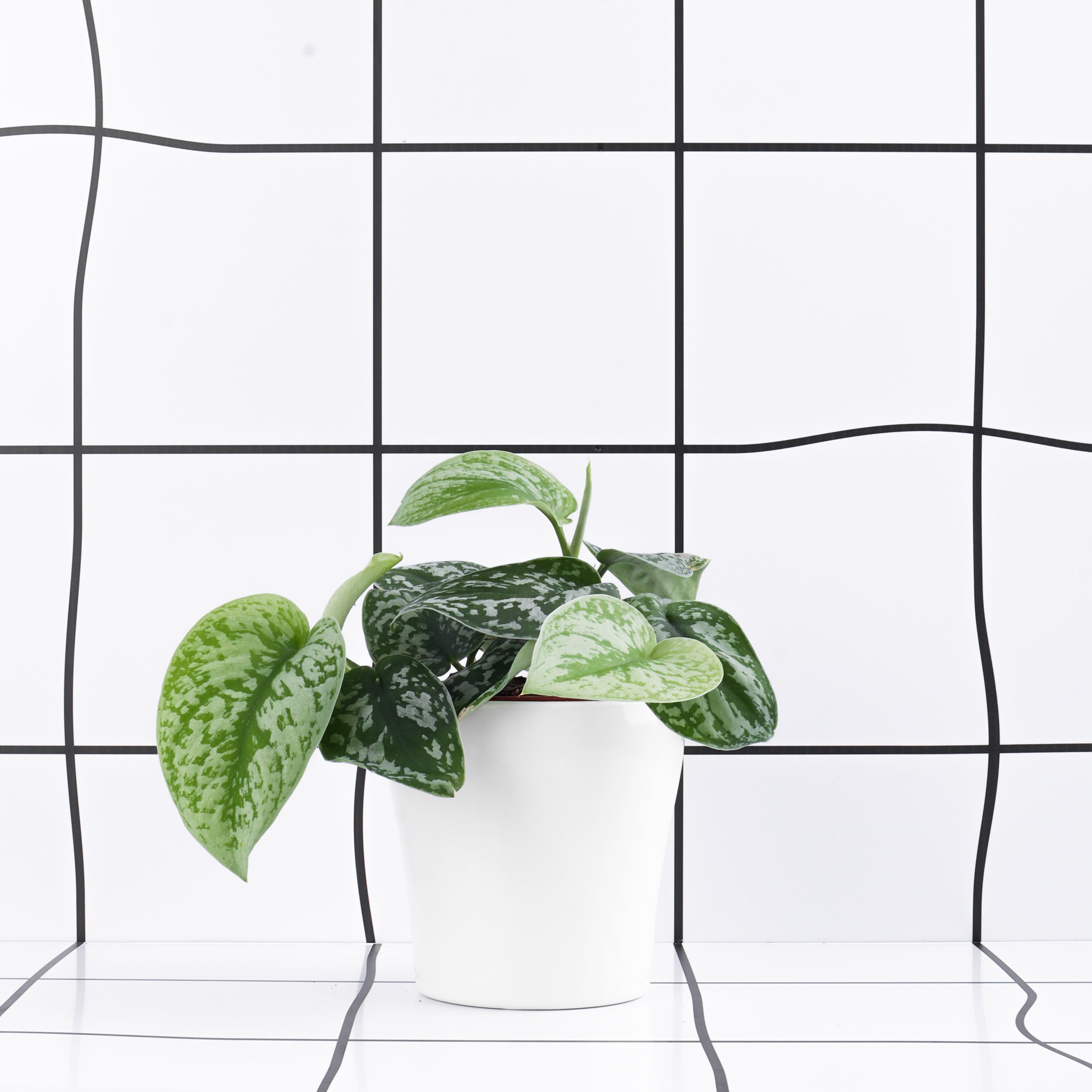 סקנדנס מנוקד