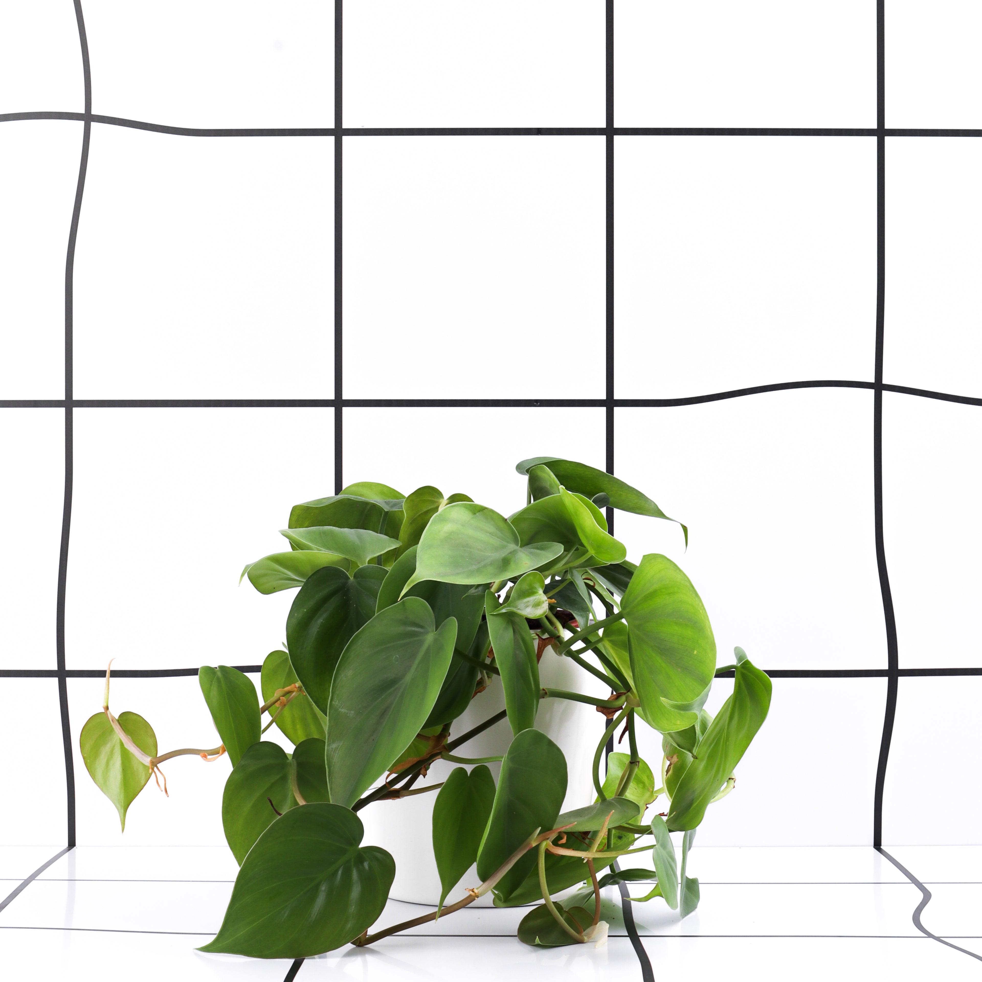 סקנדנס ברזיל