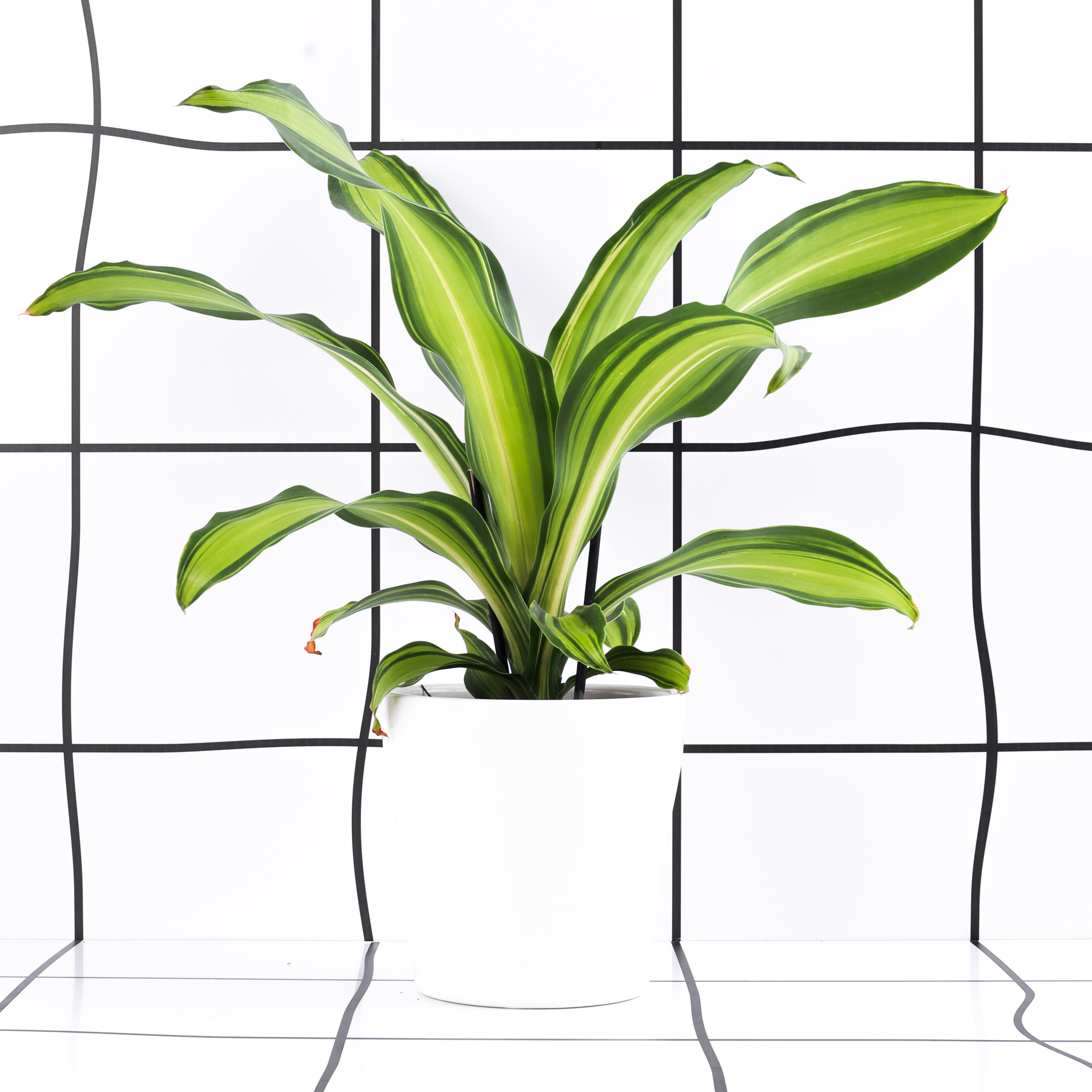 דרצנה מנסגינה צ'רלי