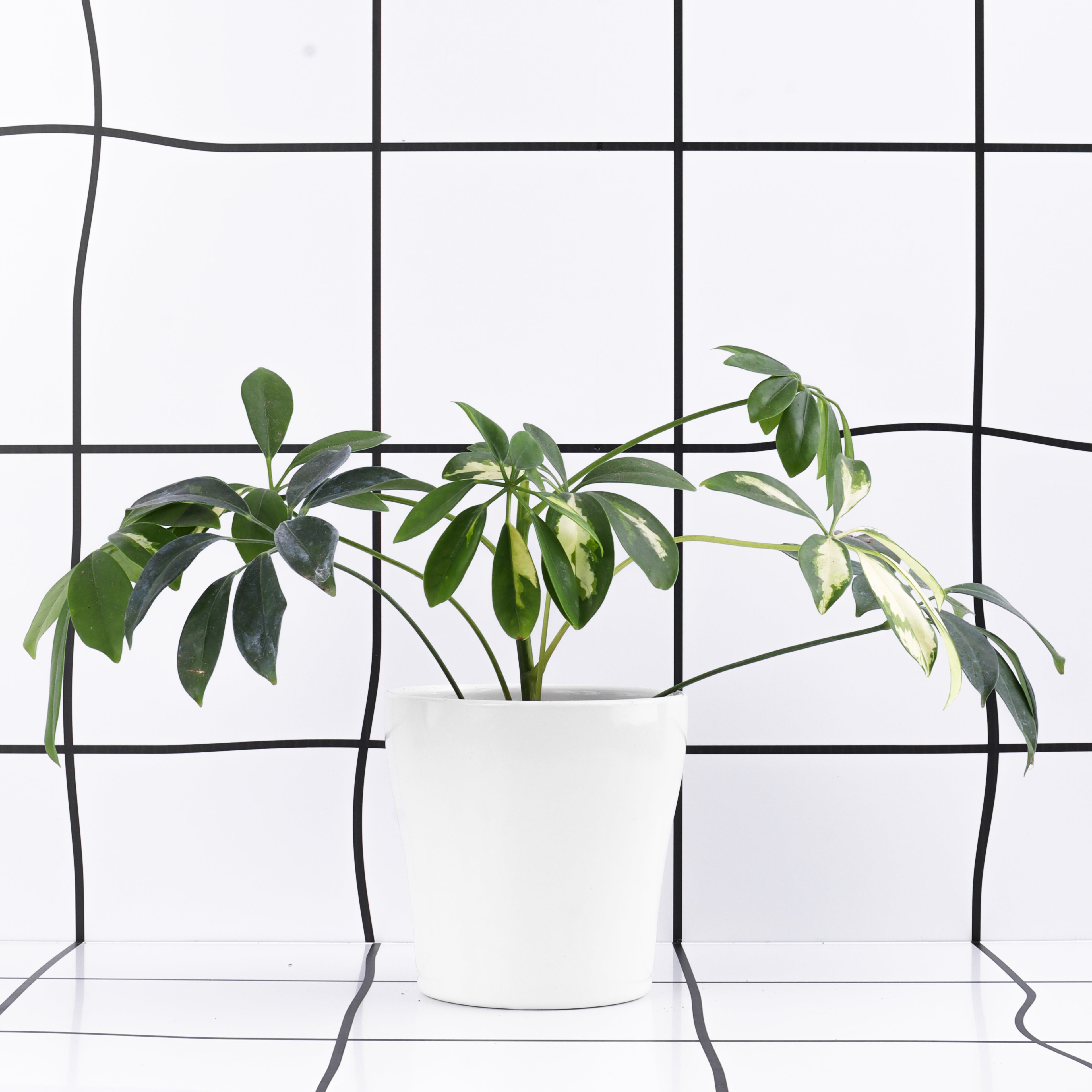 שפילרה מגוונת