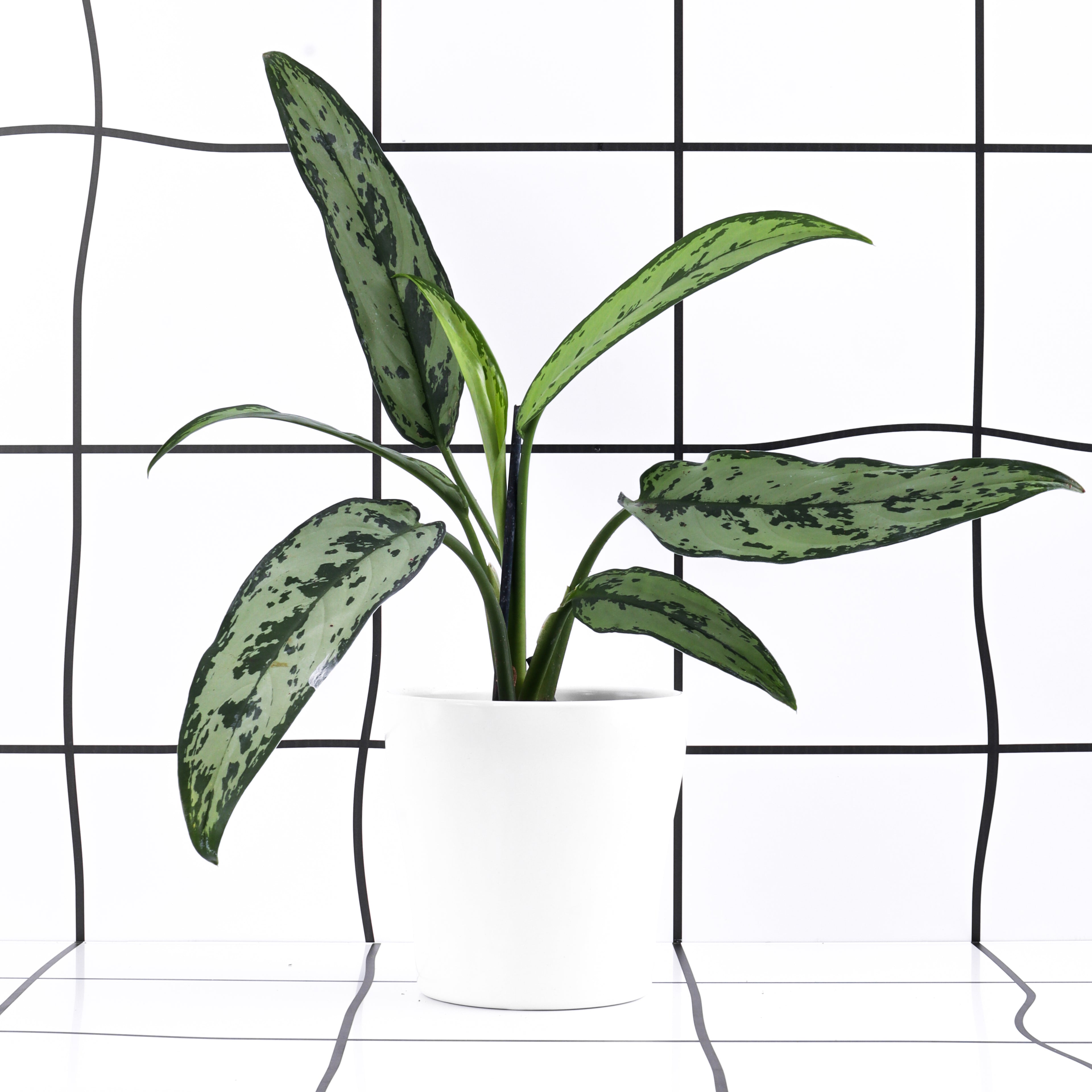 אגלונמה סילבר