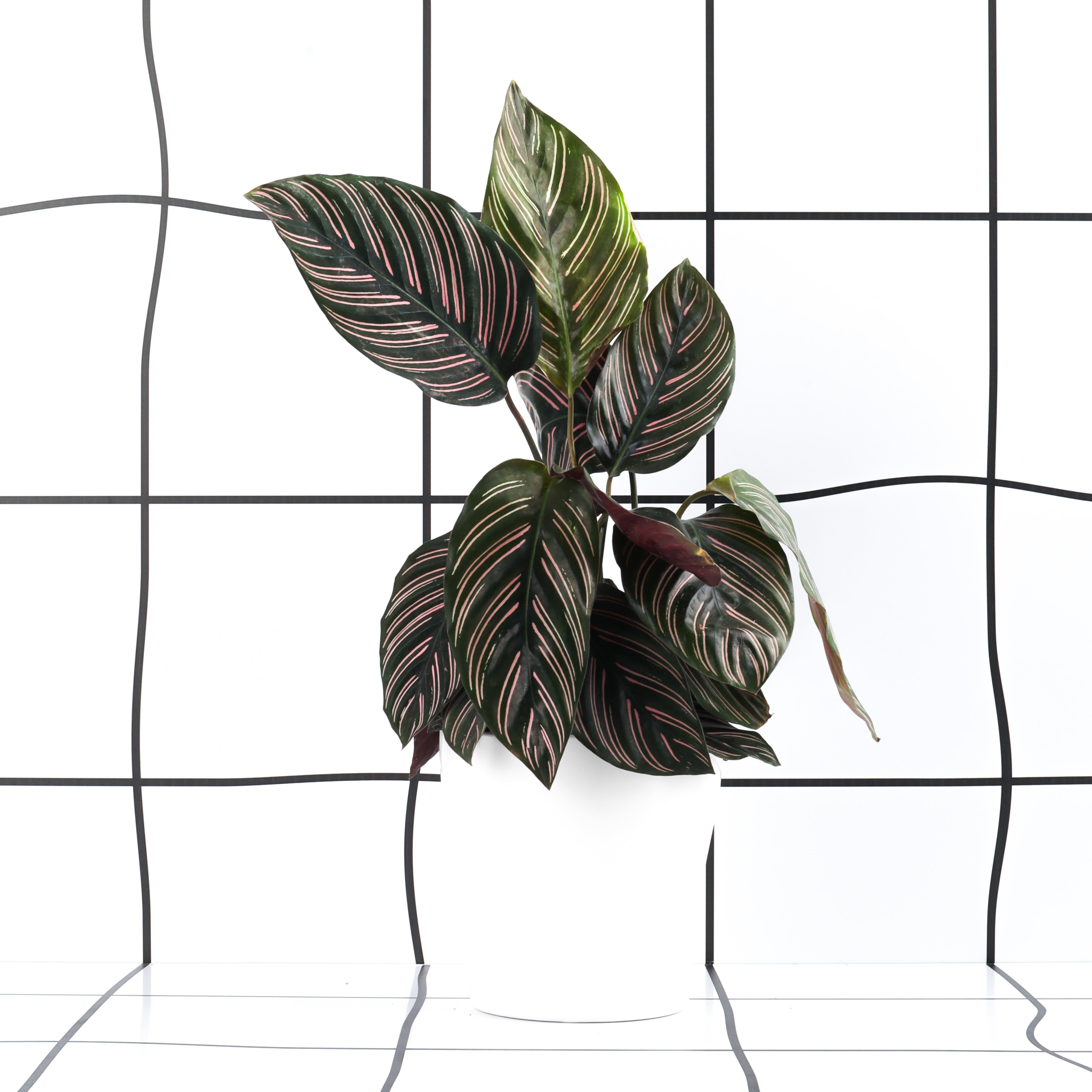 קלתאה אורנטה