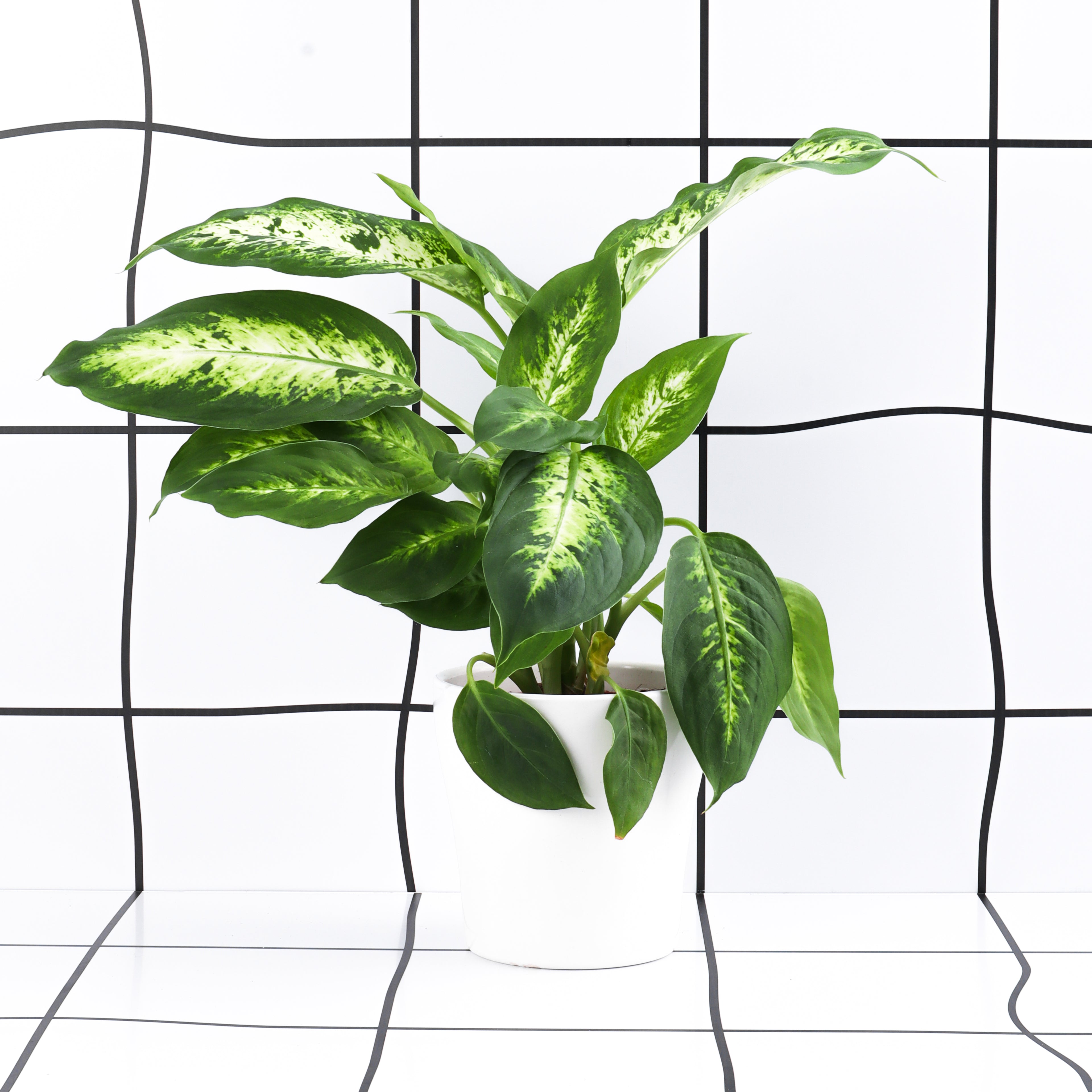 דיפנבכיה מרס