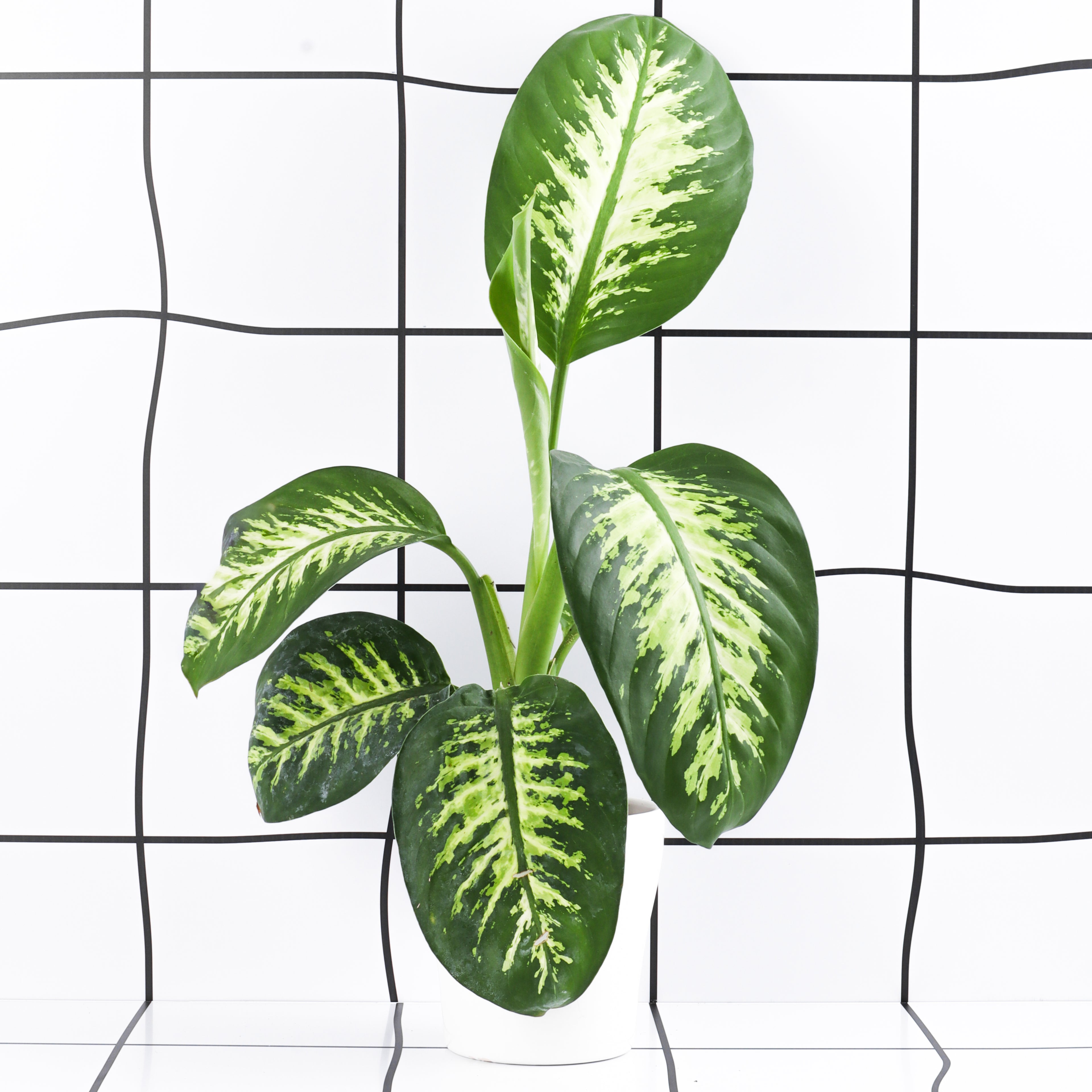 דיפנבכיה טרופיק