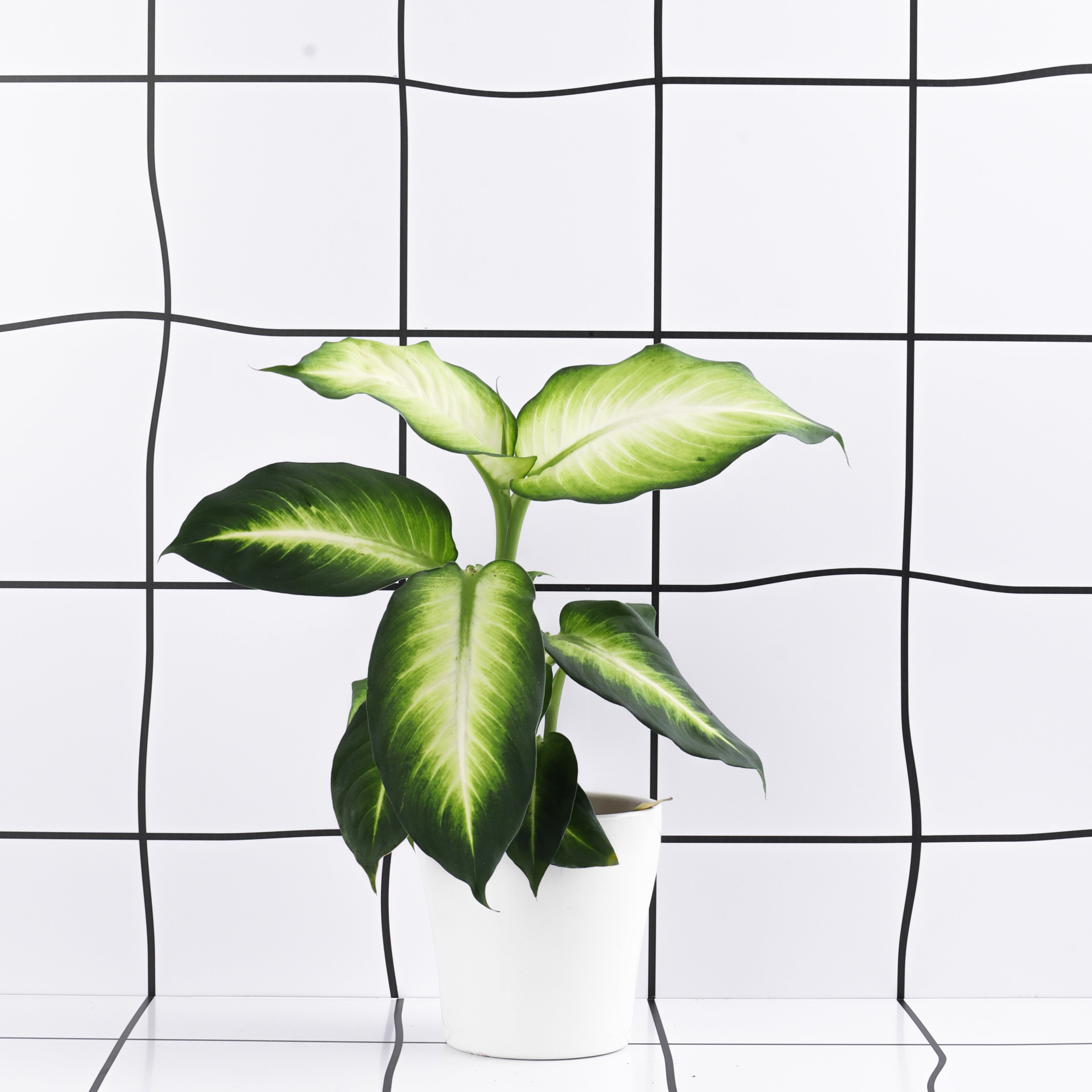 דיפנבכיה סאמר סטייל