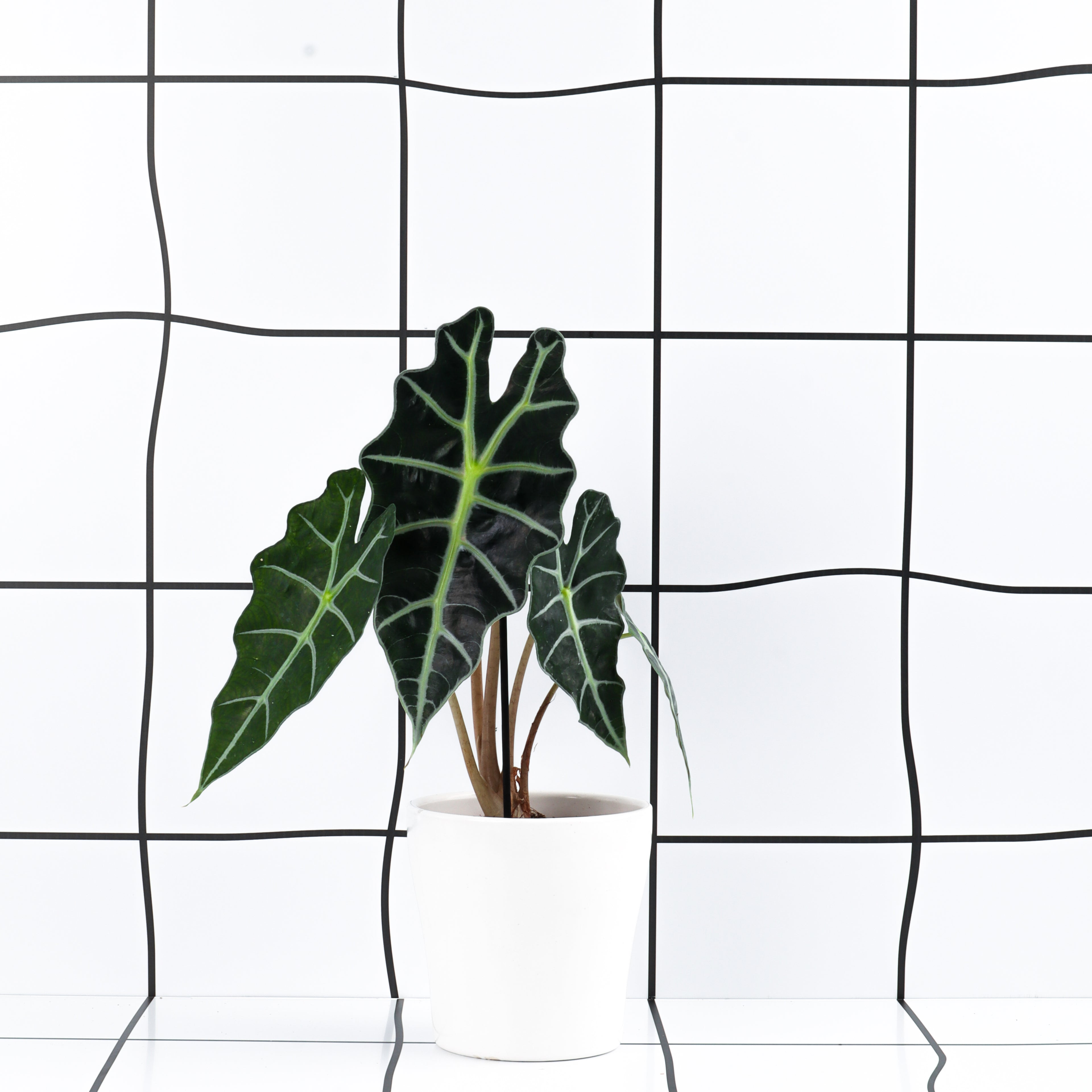 אלוקסיה פולי