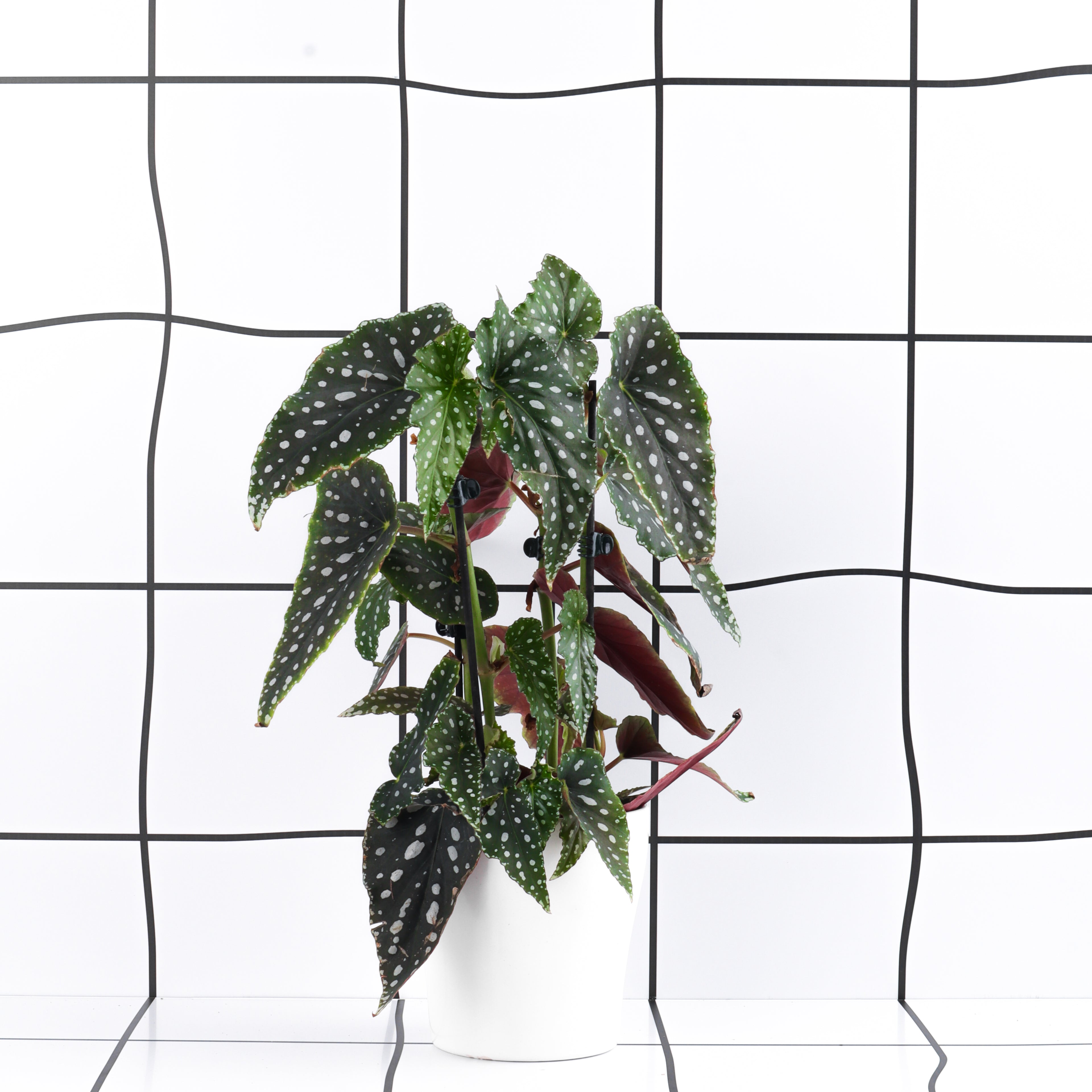 ביגוניה מקולטה אדומה מנוקדת