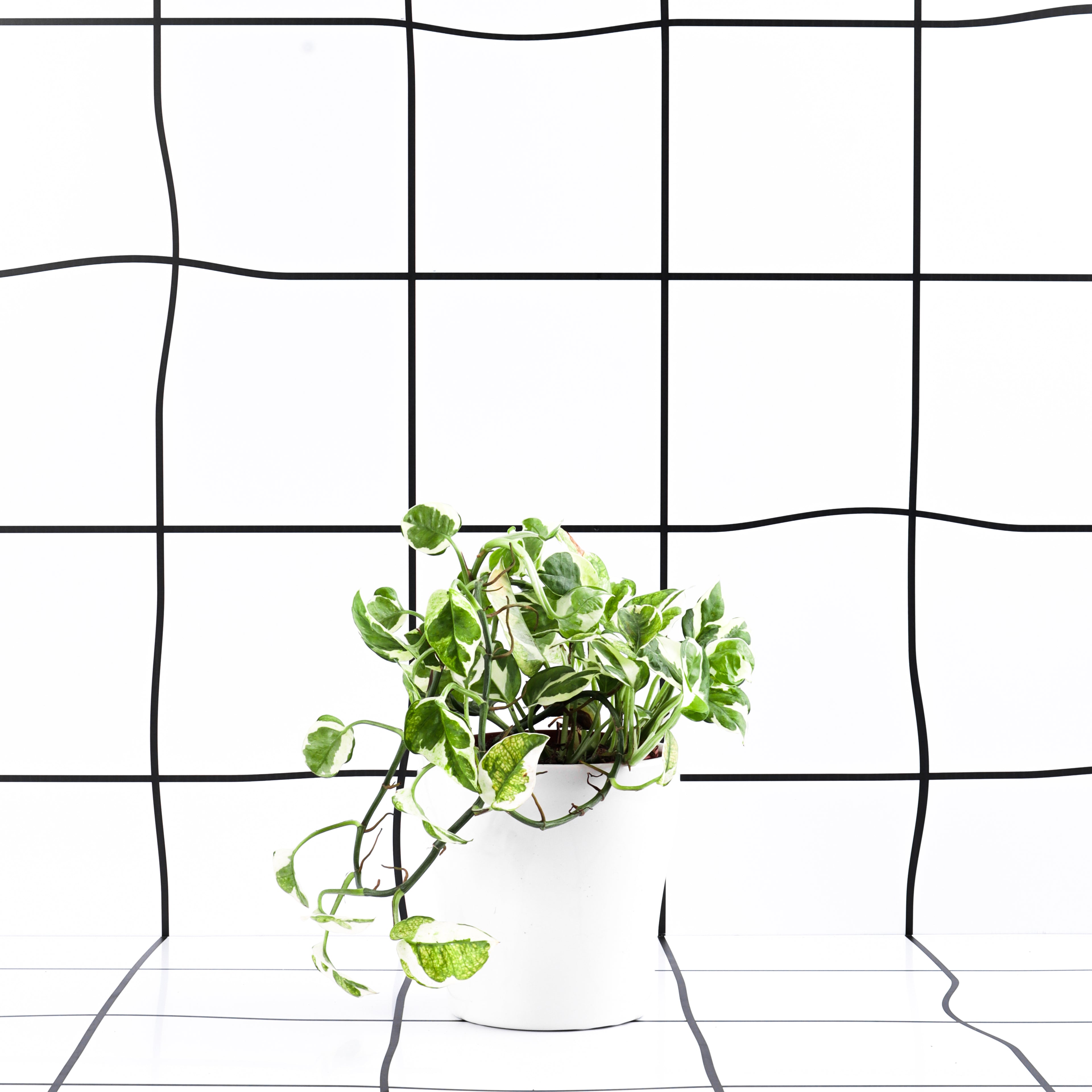 פוטוס מגוון