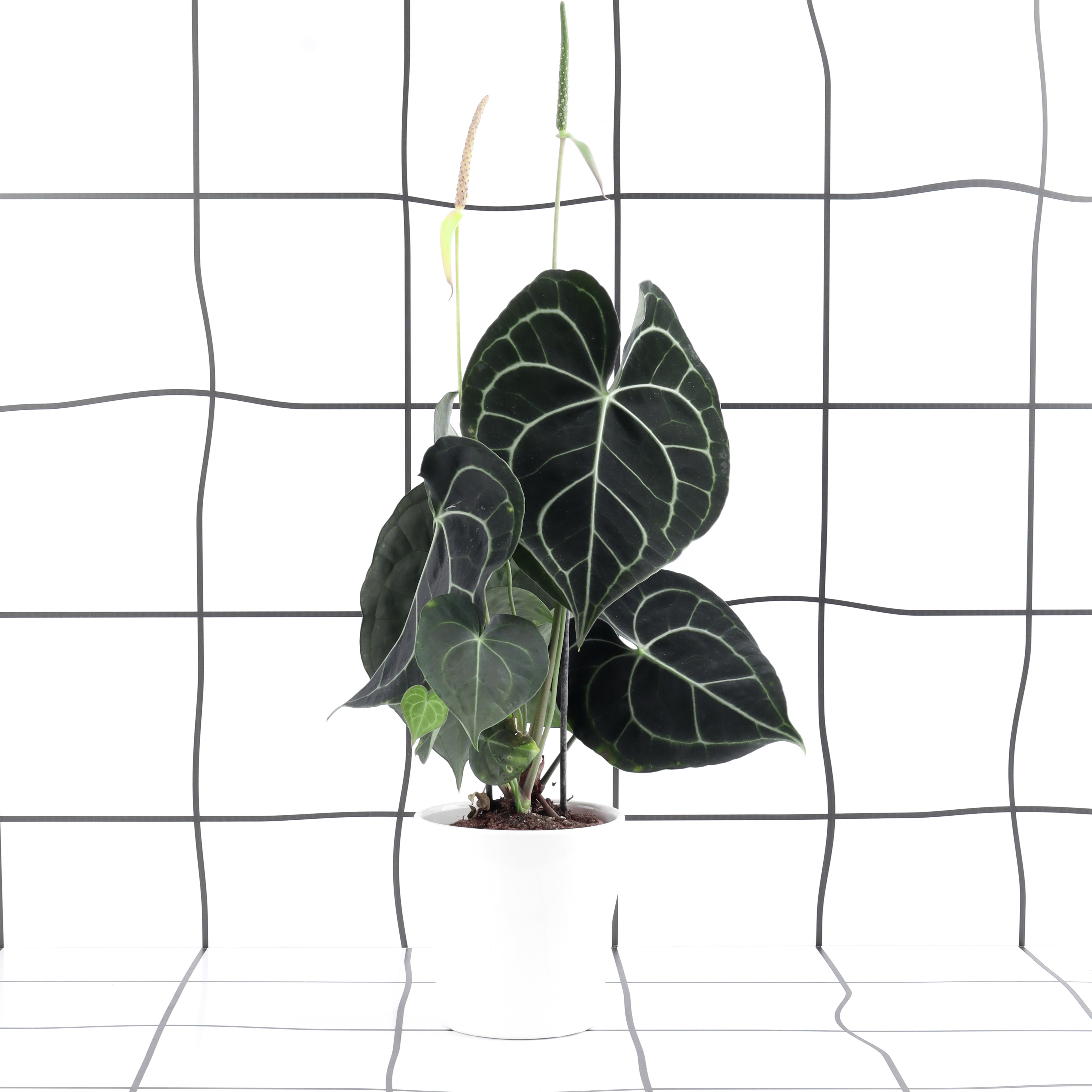 אנטוריום קלרי