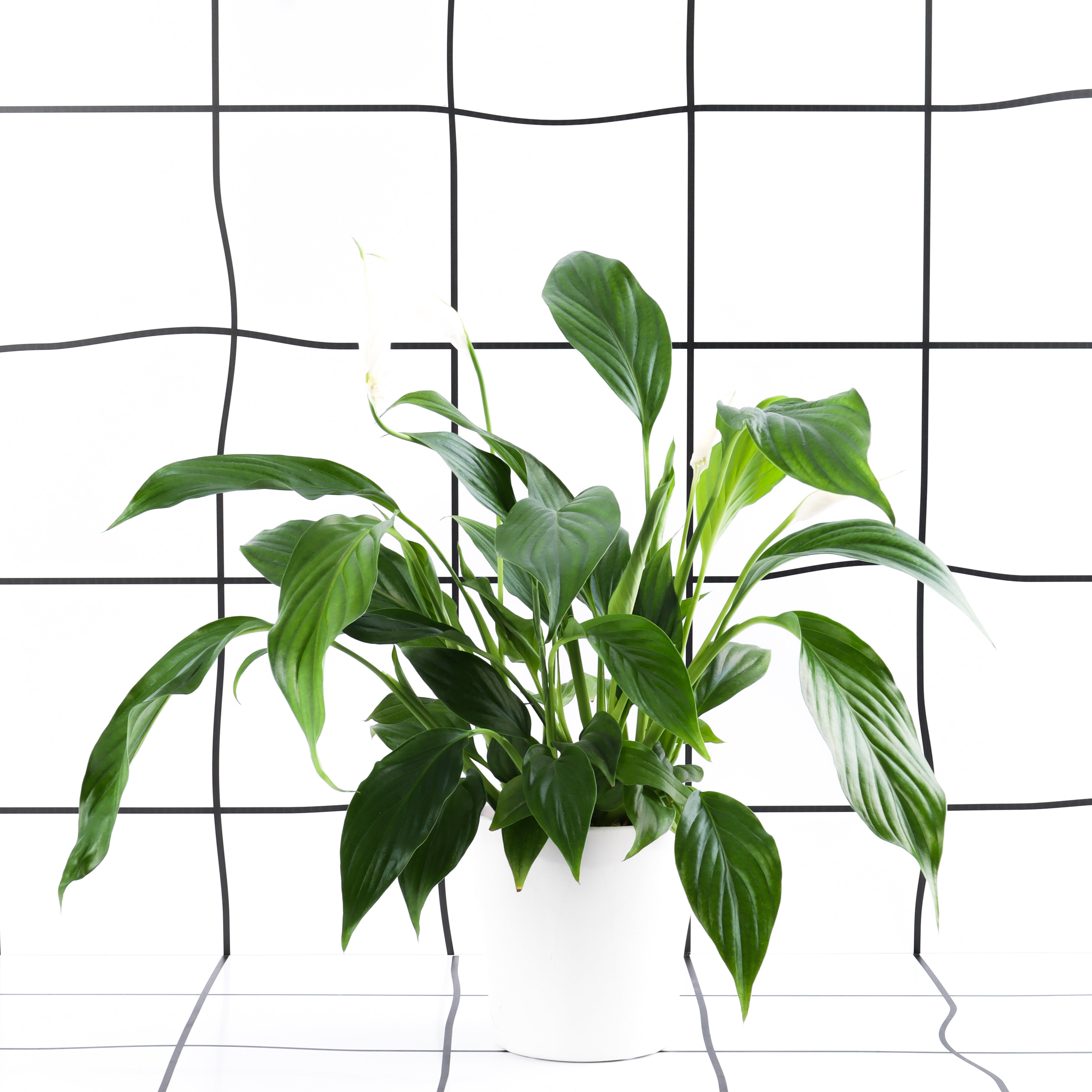 ספטיפיליום