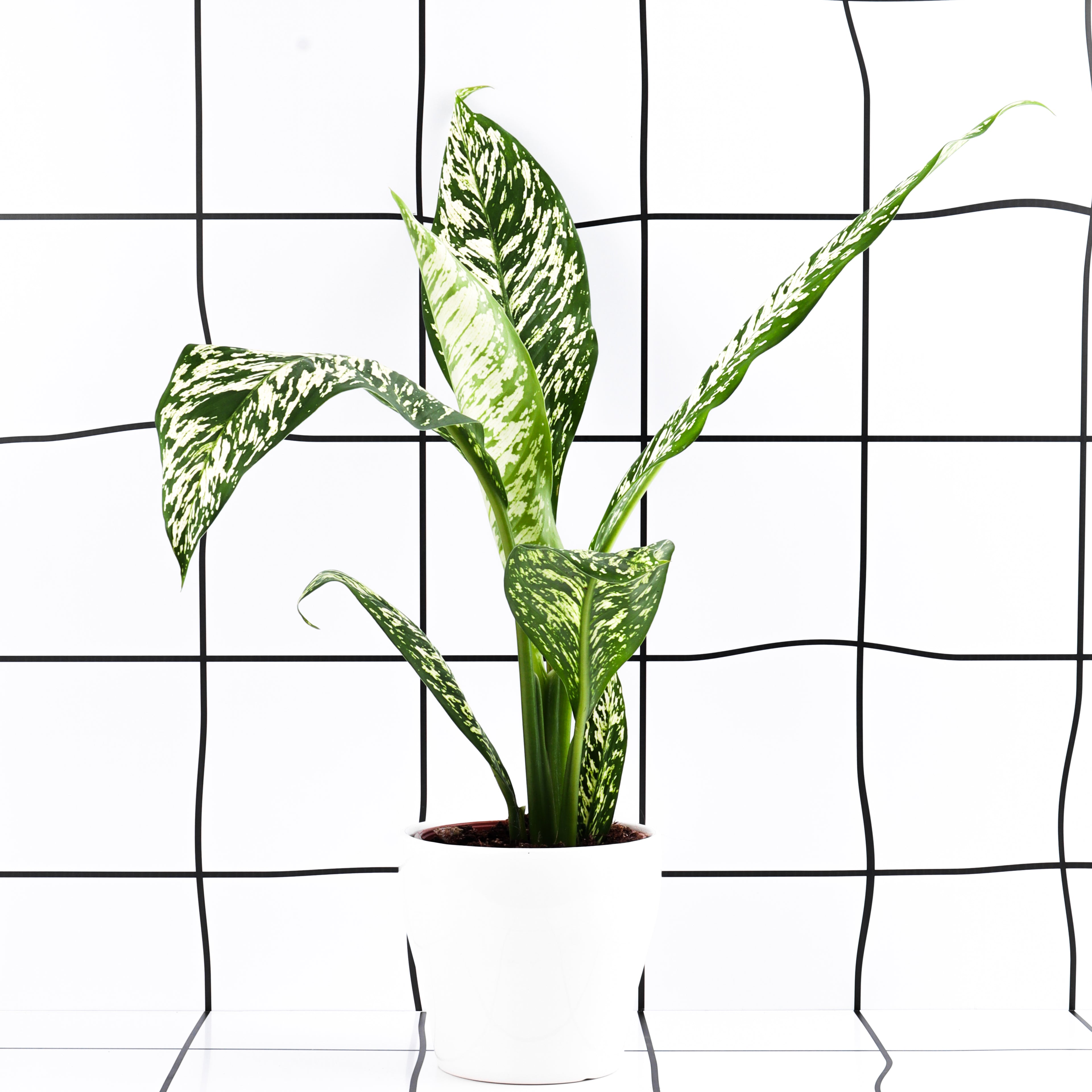 דיפנבכיה וייט אתנה