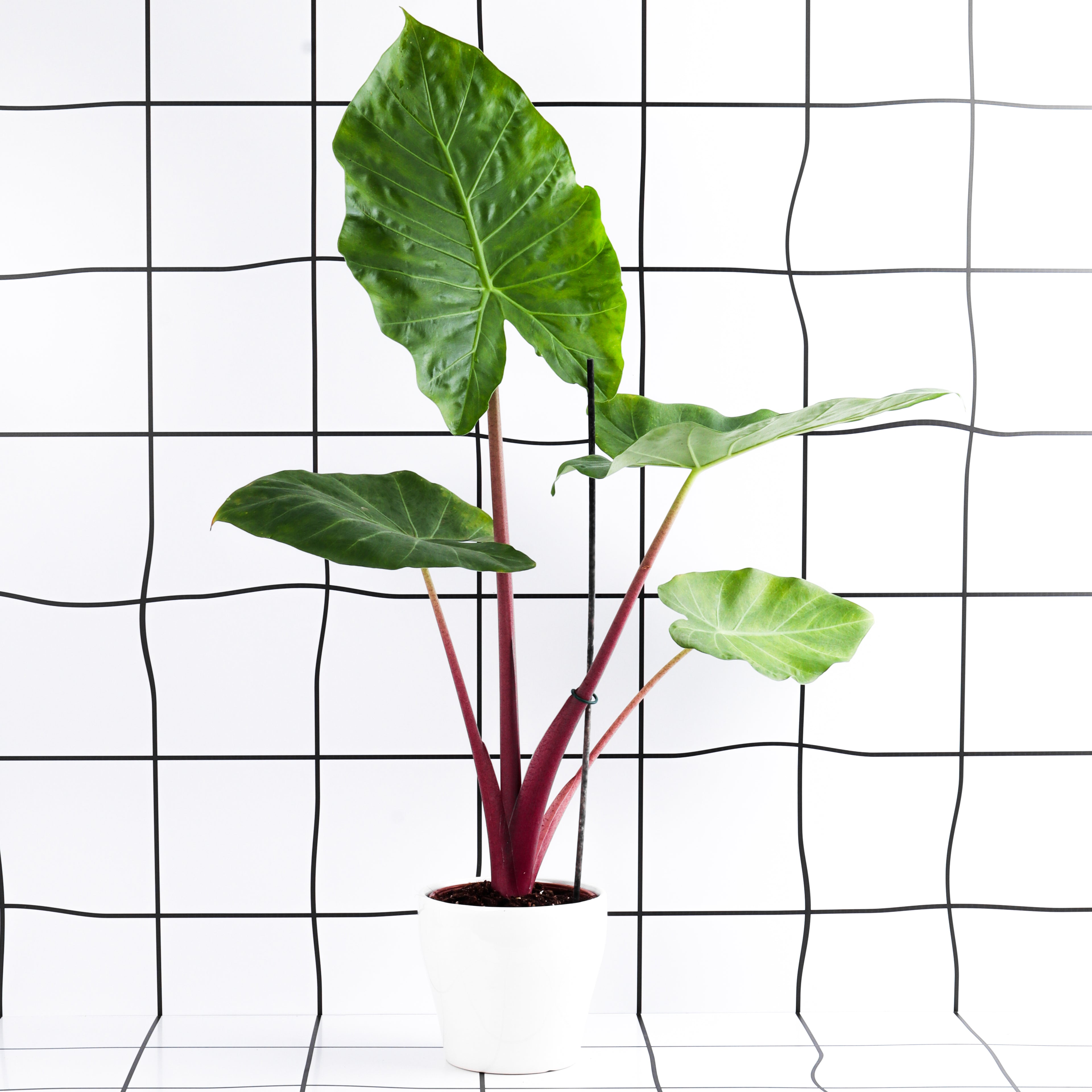 אלוקסיה אימפריאל רד