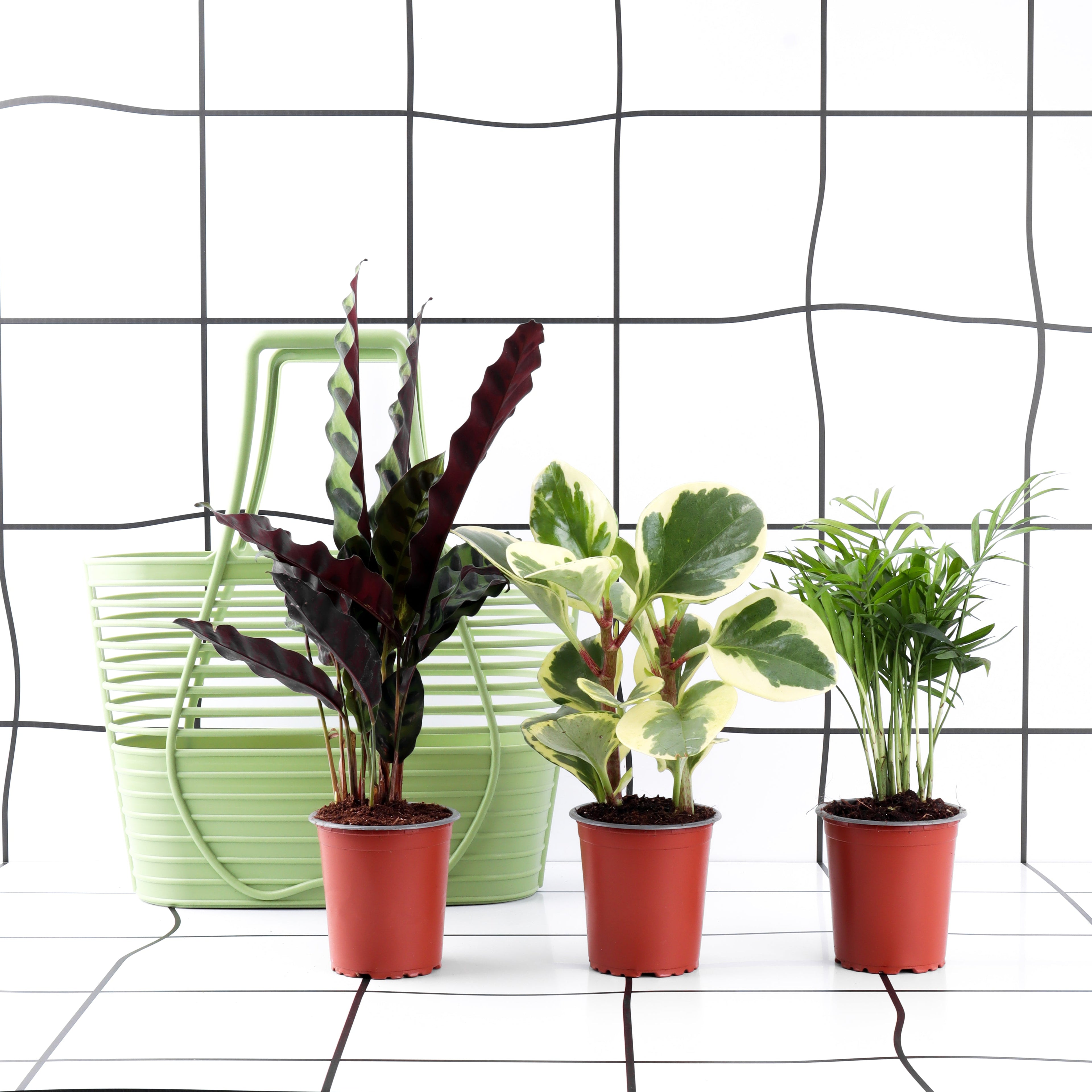 מארז עציצים