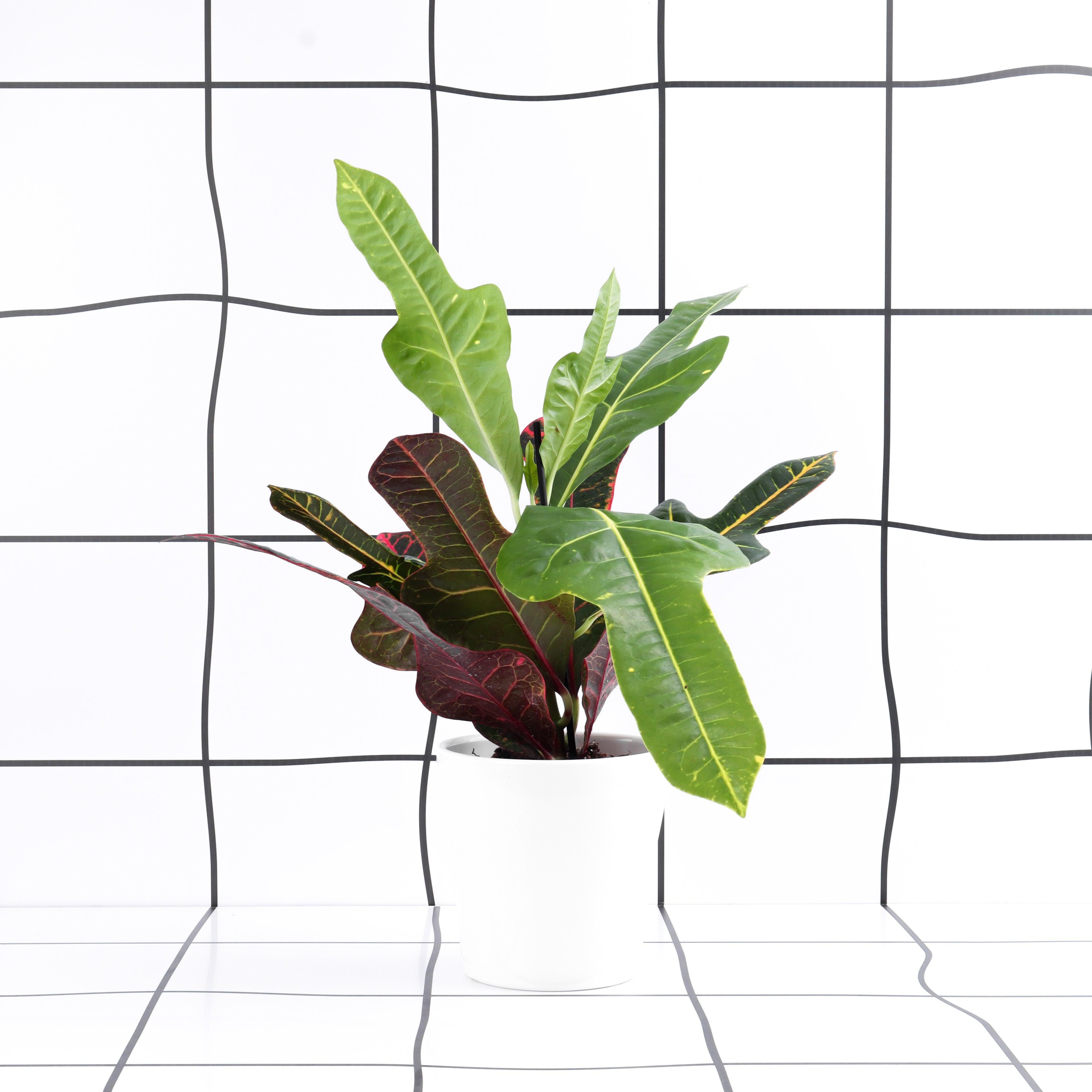 קרוטון אקסלנט