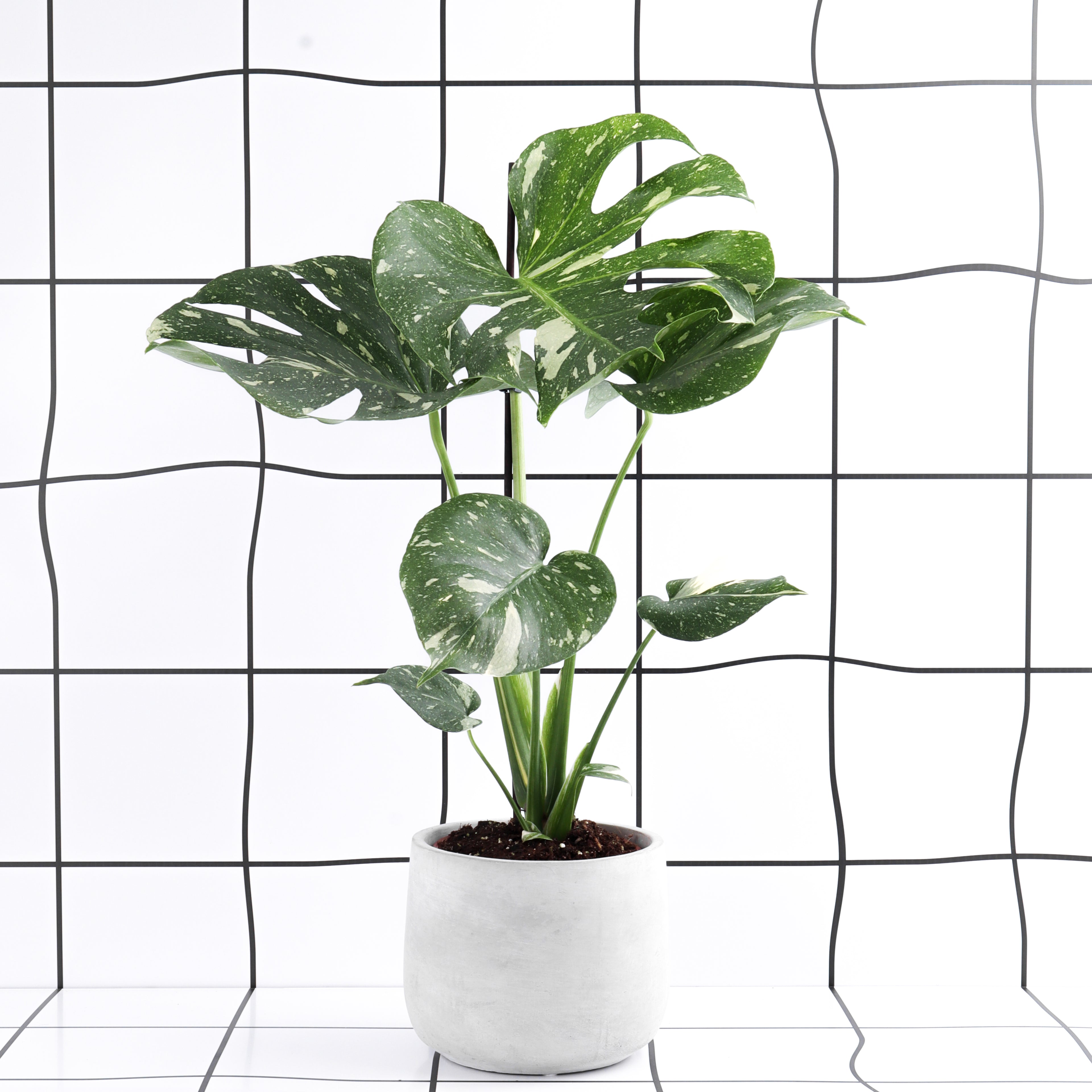 מונסטרה תאי מגוונת