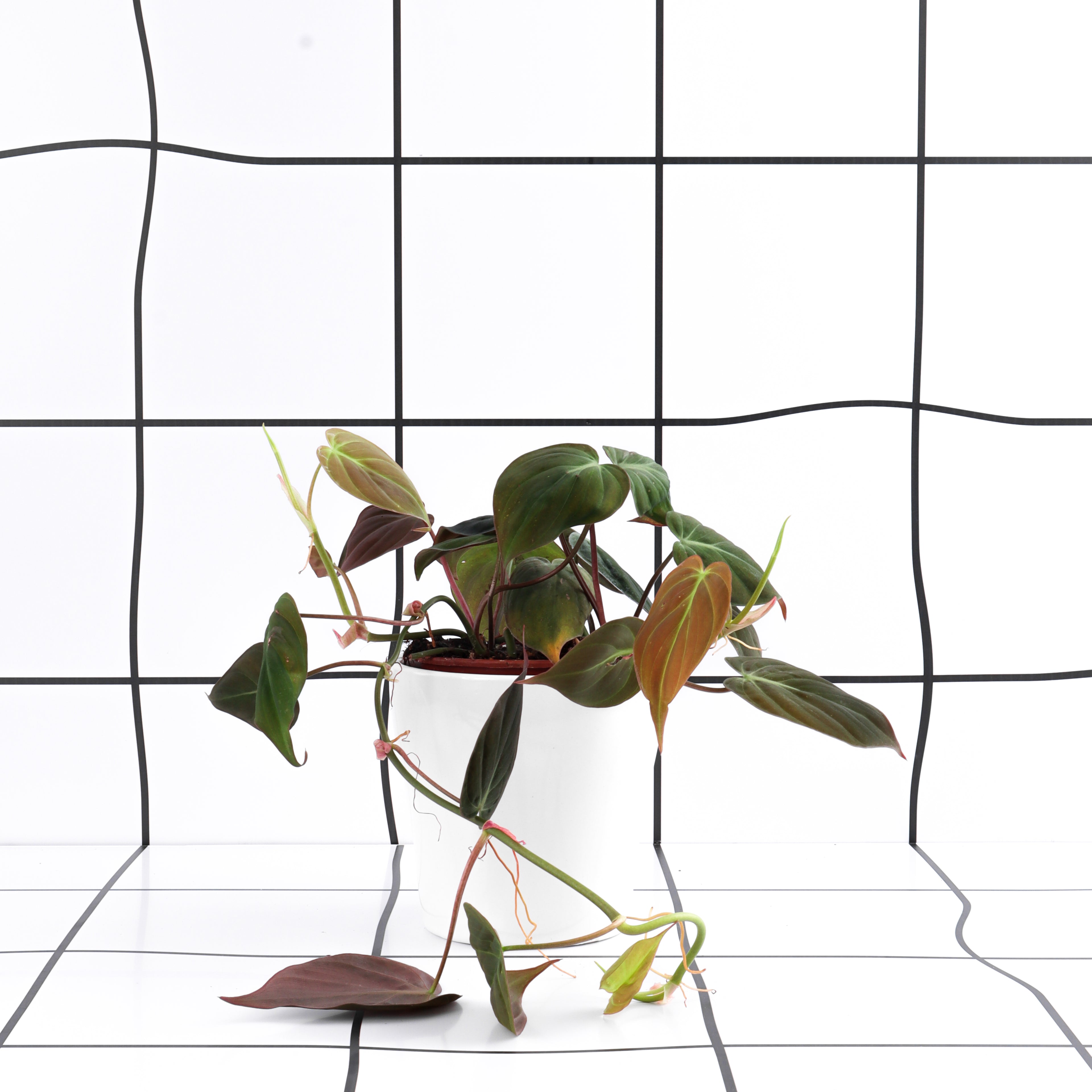 פילדנדרום מיקנס